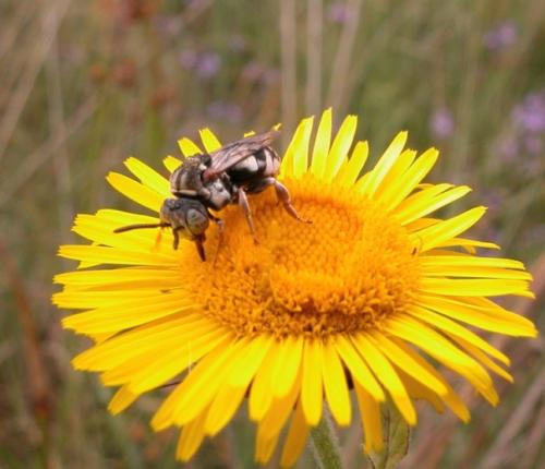 Epeolus variegatus