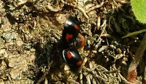 Réf. 3 402 : Exochomus quadripustulatus
