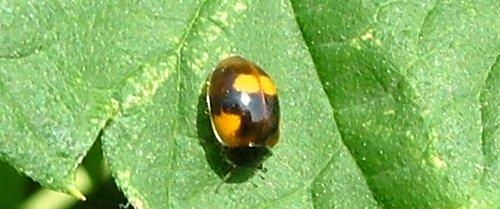 Réf. 3 403 : Adalia bipunctata bipunctata