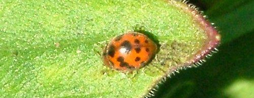 Subcoccinella vigintiquatuorpunctata
