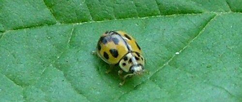 Propylea quatuordecimpunctata