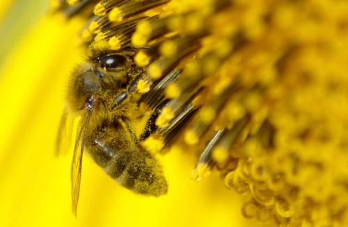 Apis mellifera