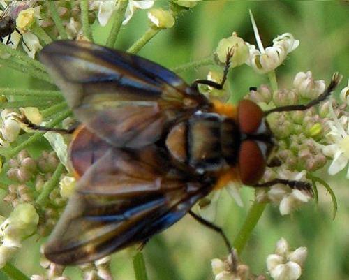 Phasia hemiptera