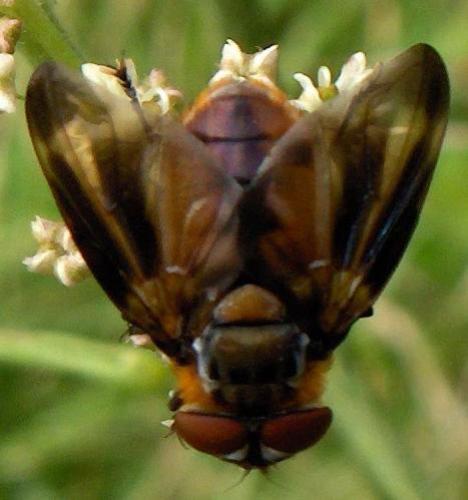 Phasia hemiptera