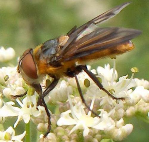 Phasia hemiptera