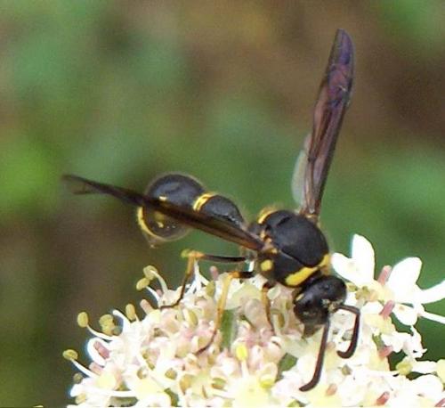 Eumenes sp.