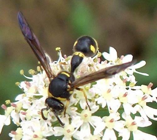Eumenes sp.
