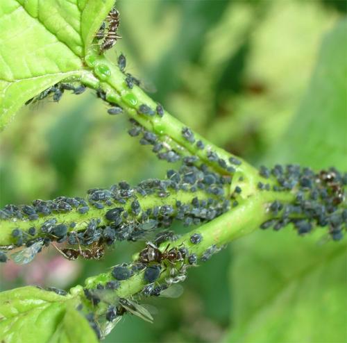 Réf. 3 785 : Aphis sambuci