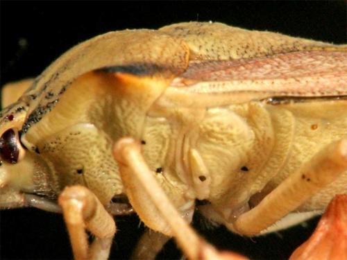 Carpocoris sp.
