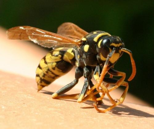 Polistes sp.