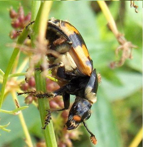 Nicrophorus vespillo