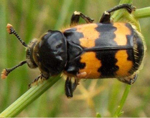 Nicrophorus vespillo
