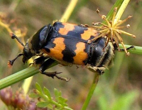 Nicrophorus vespillo