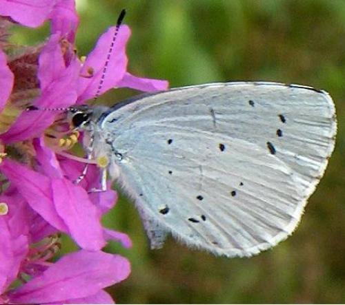 Celastrina argiolus