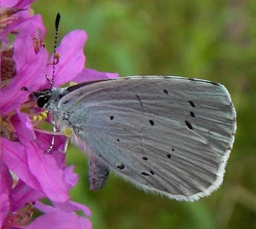 Celastrina argiolus