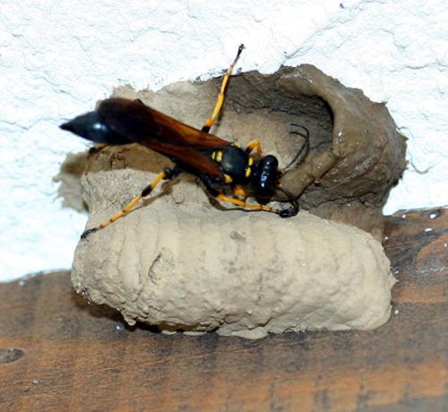 Réf. 3 134 : Sceliphron caementarium