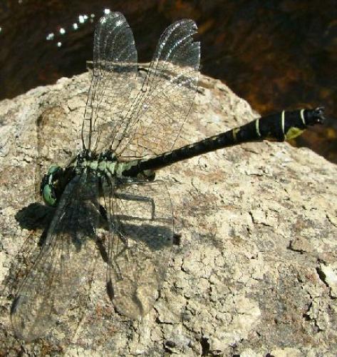 Gomphus vulgatissimus