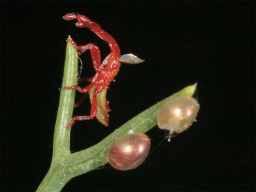 Gonocerus acuteangulatus