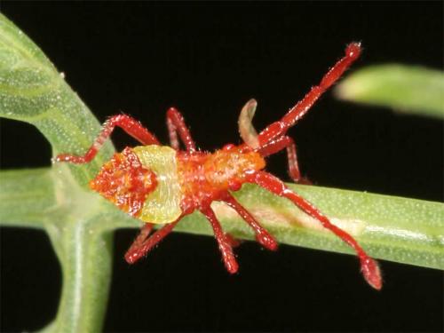 Gonocerus acuteangulatus