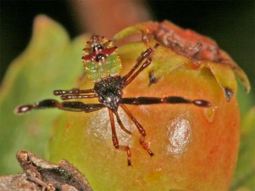 Gonocerus acuteangulatus