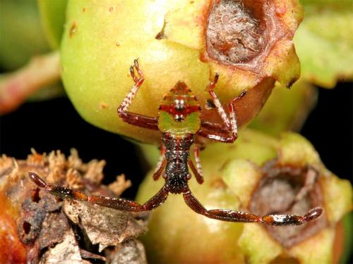 Gonocerus acuteangulatus