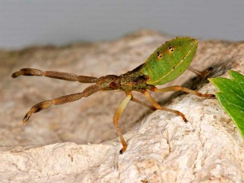 Gonocerus acuteangulatus