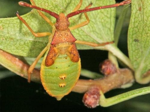 Gonocerus acuteangulatus