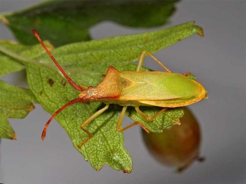 Gonocerus acuteangulatus