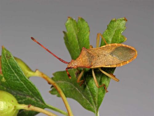 Gonocerus acuteangulatus