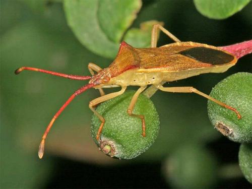 Gonocerus acuteangulatus