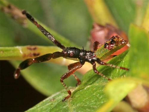 Réf. 3 499 : Gonocerus sp.