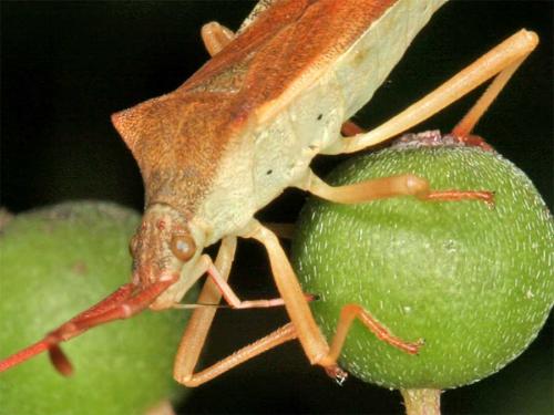 Gonocerus acuteangulatus