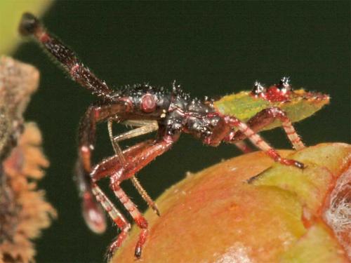 Réf. 3 520 : Gonocerus sp.