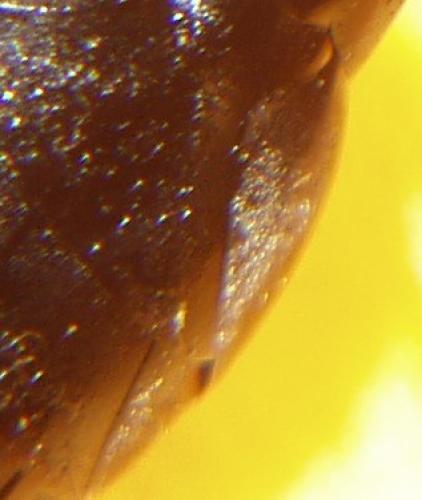 Isodontia sp.