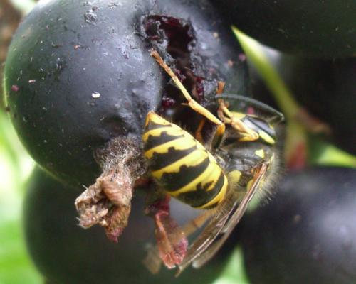 Vespula sp.