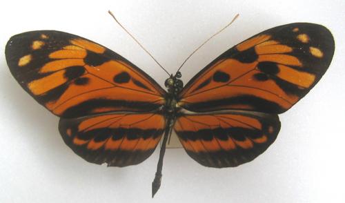 Heliconius numatus numatus