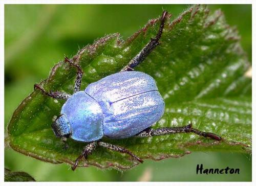 Réf. 3 808 : Hoplia coerulea