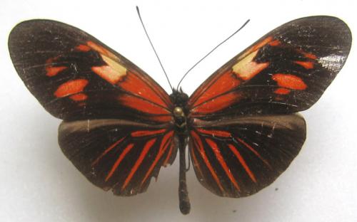 Réf. 3 027 : Heliconius erato erato