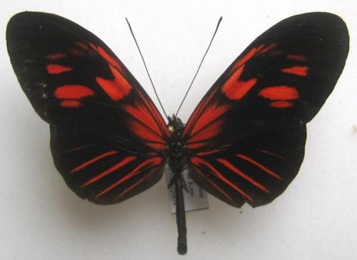 Réf. 3 026 : Heliconius erato erato