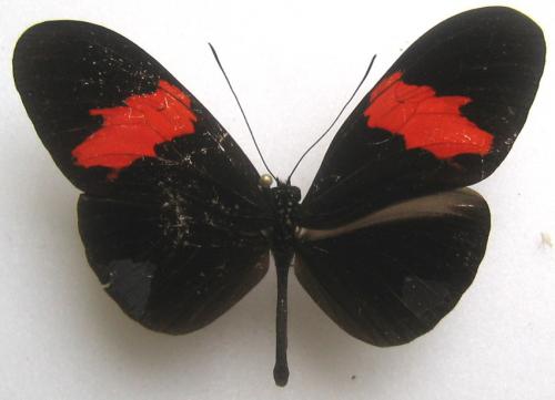 Réf. 3 029 : Heliconius erato hydara