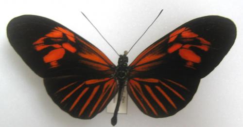 Heliconius erato erato