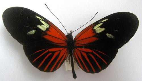Heliconius erato erato