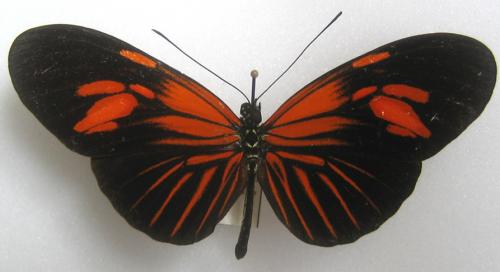 Heliconius erato erato