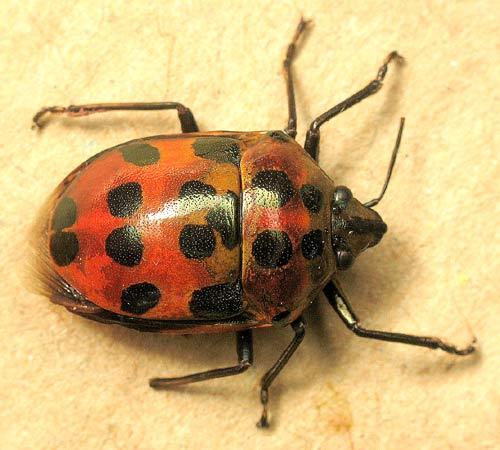 Réf. 3 581 : Augocoris gomesii