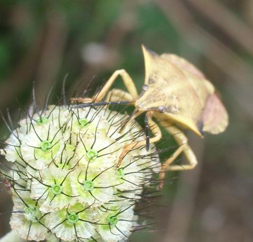 Carpocoris fuscispinus