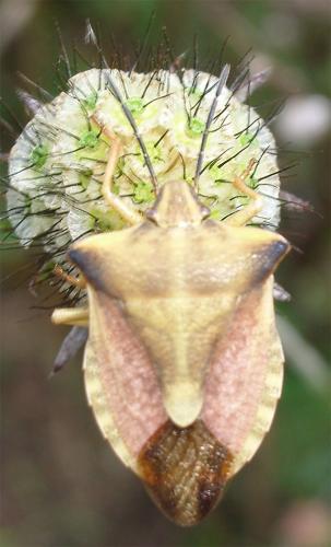 Carpocoris fuscispinus