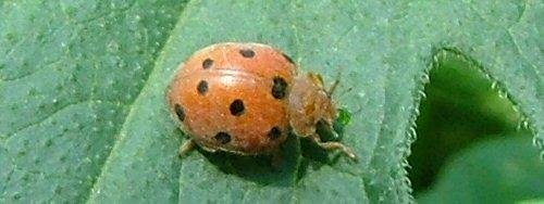 Henosepilachna argus