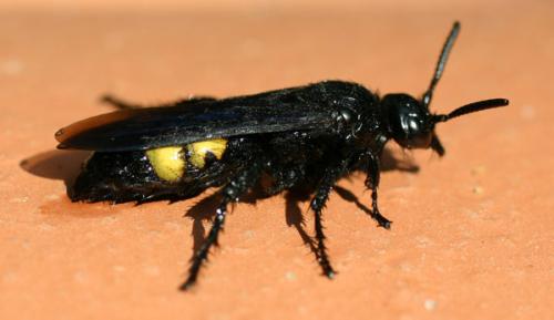 Scolia hirta