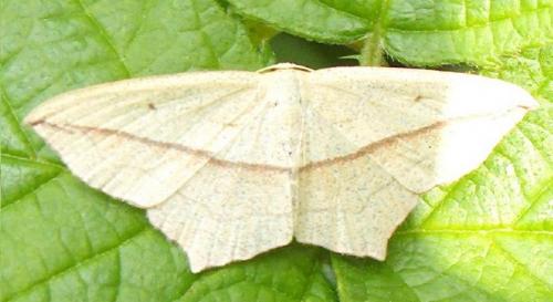 Timandra comae
