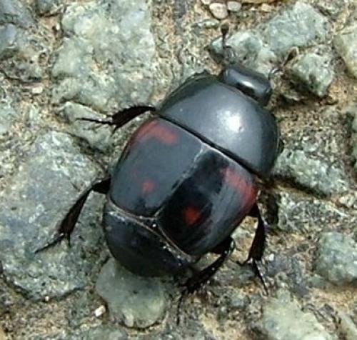 Hister quadrimaculatus